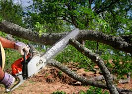 Professional Tree Removal and Landscaping Services in Marion, WI